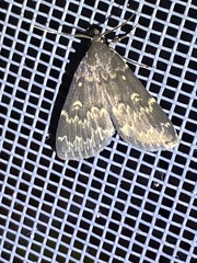 Idia lubricalis