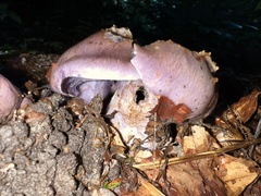 Cortinarius violaceus