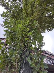 Populus