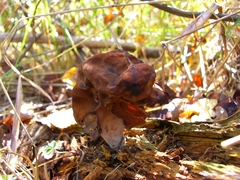 Gyromitra infula