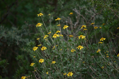 Calanticaria brevifolia