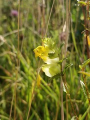 Rhinanthus serotinus