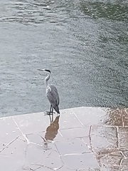 Ardea cinerea