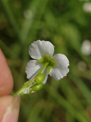 Alisma plantago-aquatica