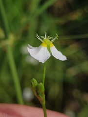 Alisma plantago-aquatica