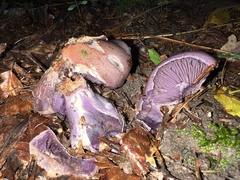 Cortinarius violaceus