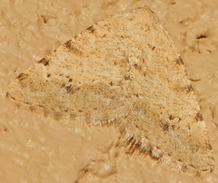 Digrammia pervolata