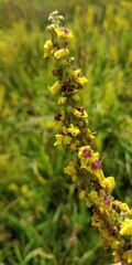 Verbascum nigrum