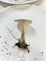 Cantharellula umbonata