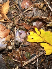 Cortinarius violaceus