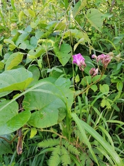 Ipomoea philomega
