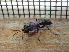 Crabroninae