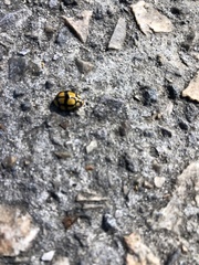 Harmonia testudinaria