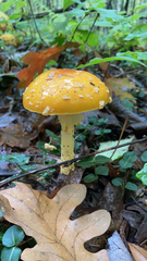 Amanita flavoconia
