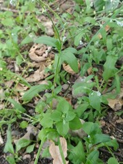 Myosotis arvensis