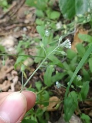 Myosotis arvensis