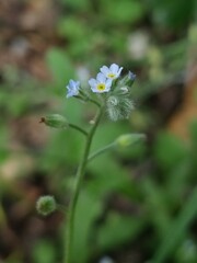Myosotis arvensis