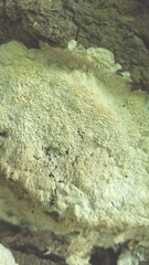 Basidioradulum radula