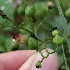 Scrophularia nodosa