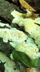 Basidioradulum radula