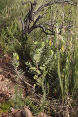 Gomphocarpus cancellatus