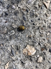 Harmonia testudinaria