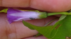 Ipomoea dumetorum
