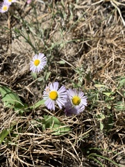 Erigeron divergens