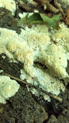 Basidioradulum radula