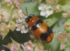 Coptocephala