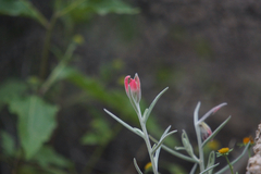 Castilleja lanata
