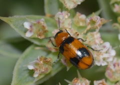 Coptocephala