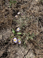 Erigeron divergens