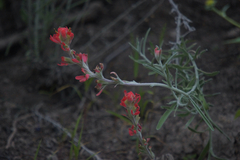 Castilleja lanata