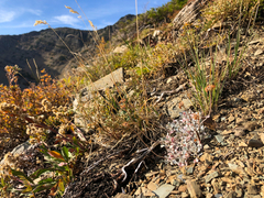 Eriogonum ovalifolium