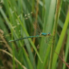 Lestes virens