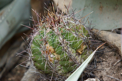 Thelocactus bicolor bicolor