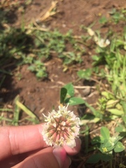 Trifolium repens