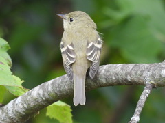 Empidonax flaviventris