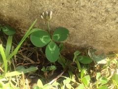Trifolium repens