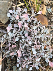 Eriogonum ovalifolium