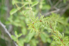 Vachellia vernicosa