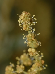 Atriplex portulacoides
