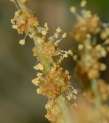 Atriplex portulacoides