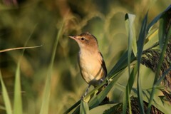Acrocephalus arundinaceus