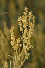 Atriplex portulacoides