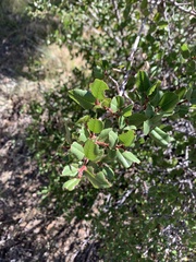Rhamnus ilicifolia