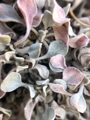 Eriogonum ovalifolium