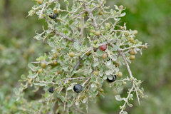 Condalia warnockii