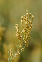 Atriplex portulacoides